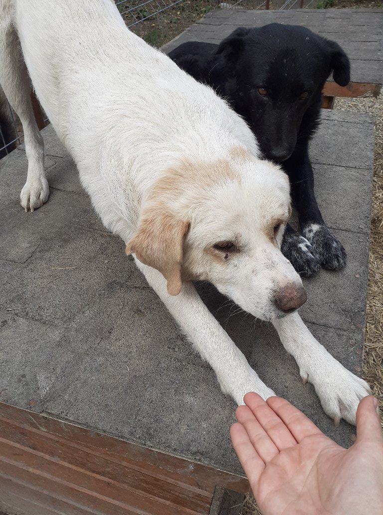Swavo - Hundevermittlung und Adoption aus Rumänien