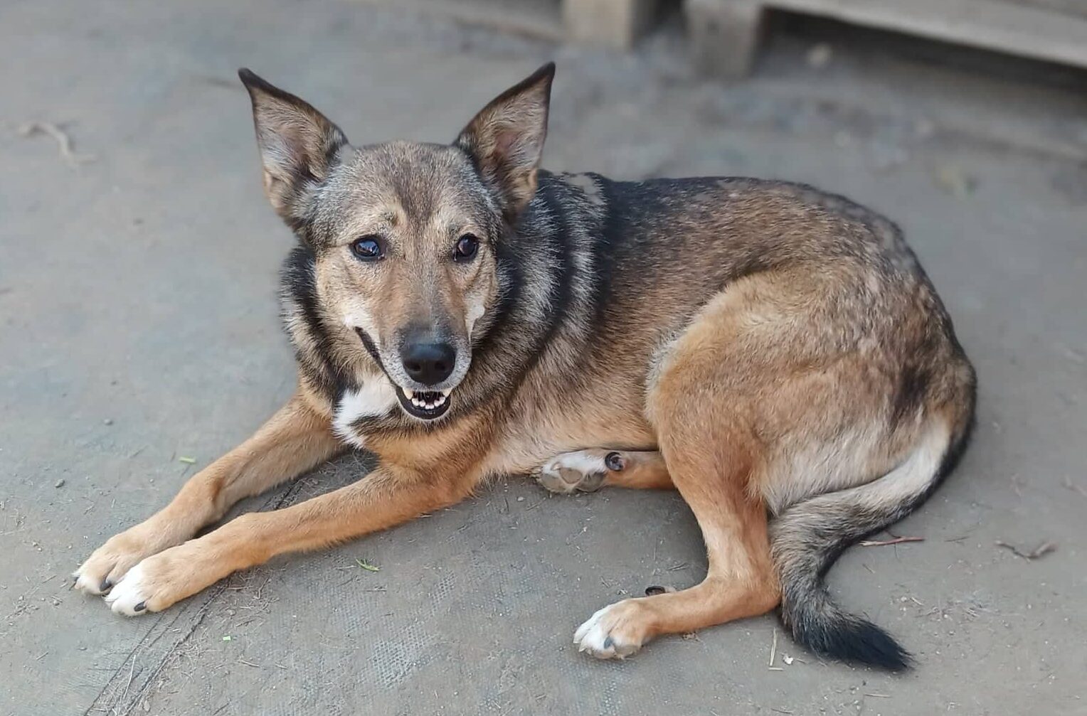 Bacardi - Hundevermittlung und Adoption aus Rumänien