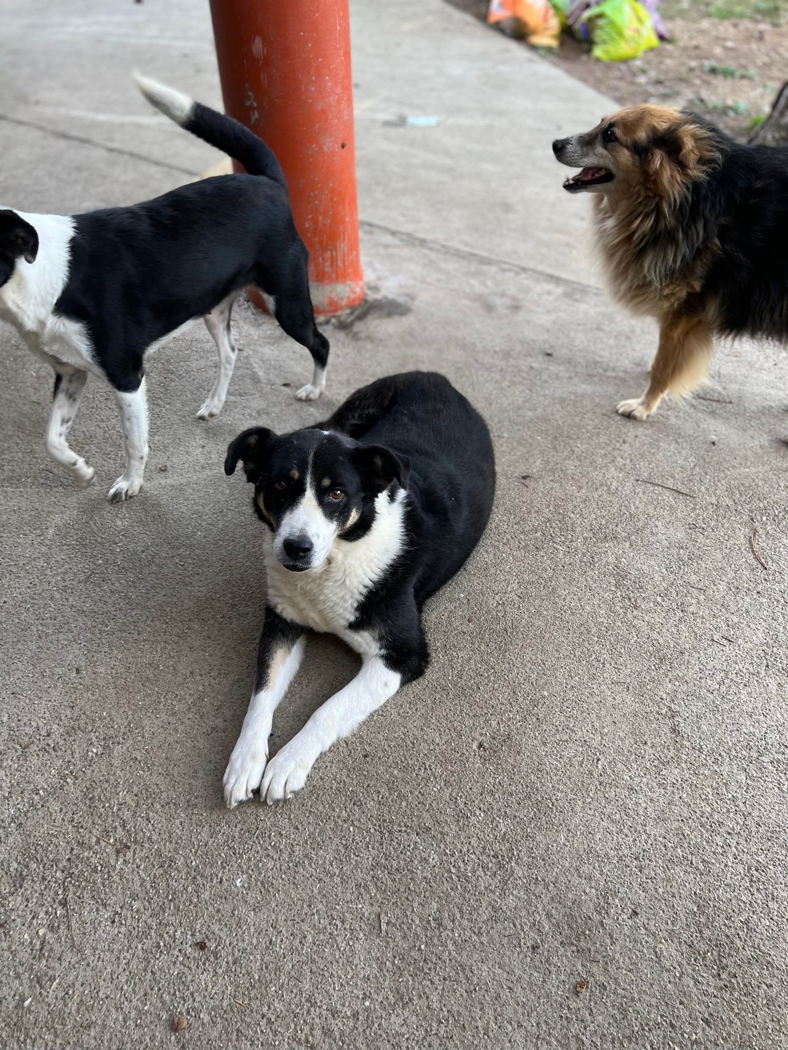 Mrs. Doubtfire - Hundevermittlung und Adoption aus Rumänien
