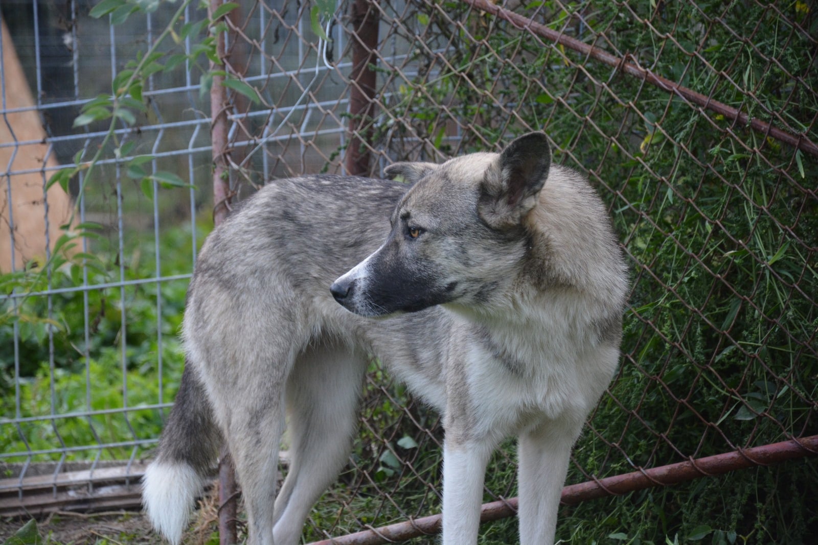 Nica - Hundevermittlung und Adoption aus Rumänien