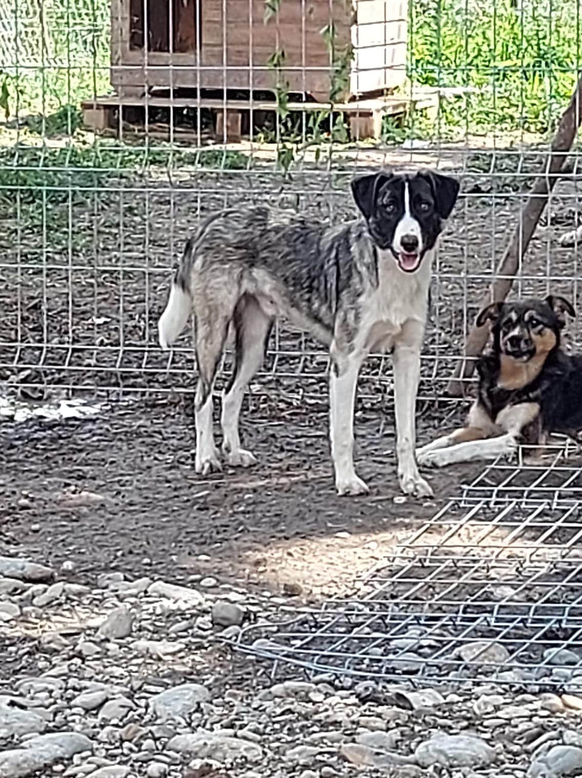 Nils - Hundevermittlung und Adoption aus Rumänien