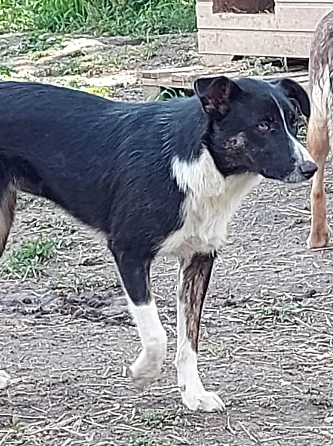 Nolina- Hundevermittlung und Adoption aus Rumänien