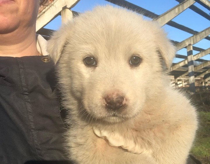 Tanischa - Hundevermittlung und Adoption aus Rumänien