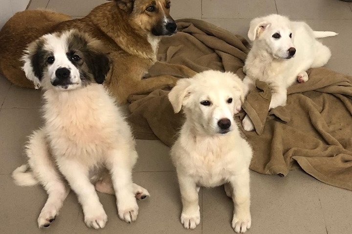 Tanischa - Hundevermittlung und Adoption aus Rumänien