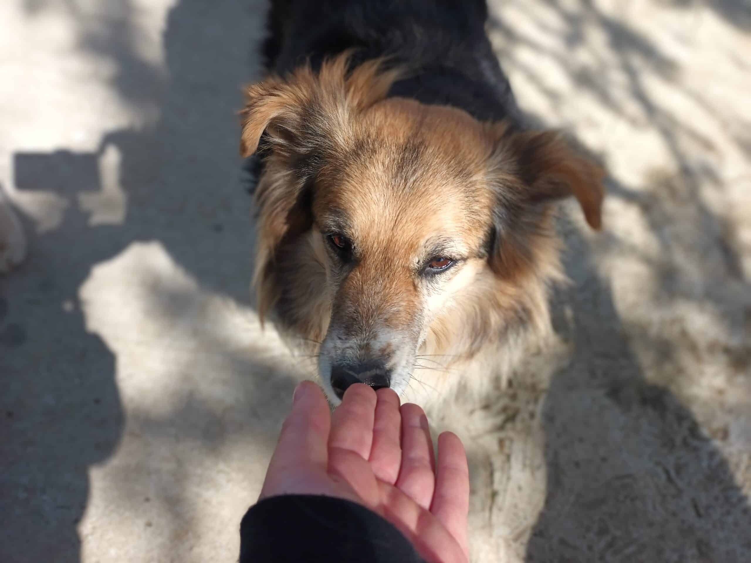 Tracy - Hundevermittlung und Adoption aus Rumänien