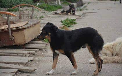 Max - Hundevermittlung und Adoption aus Rumänien