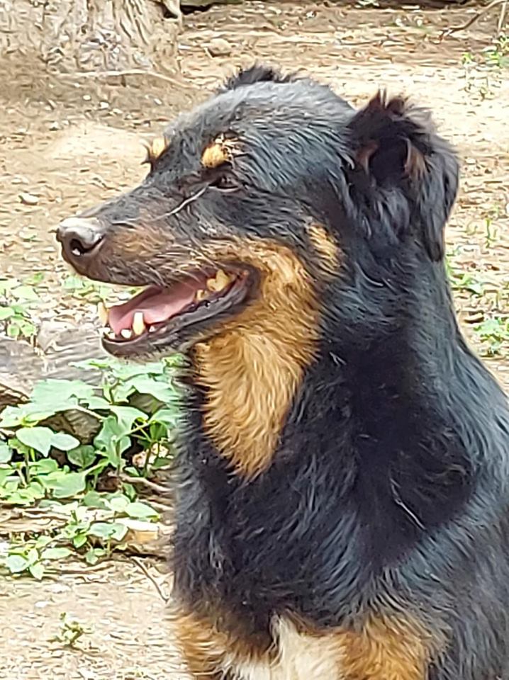 Max - Hundevermittlung und Adoption aus Rumänien