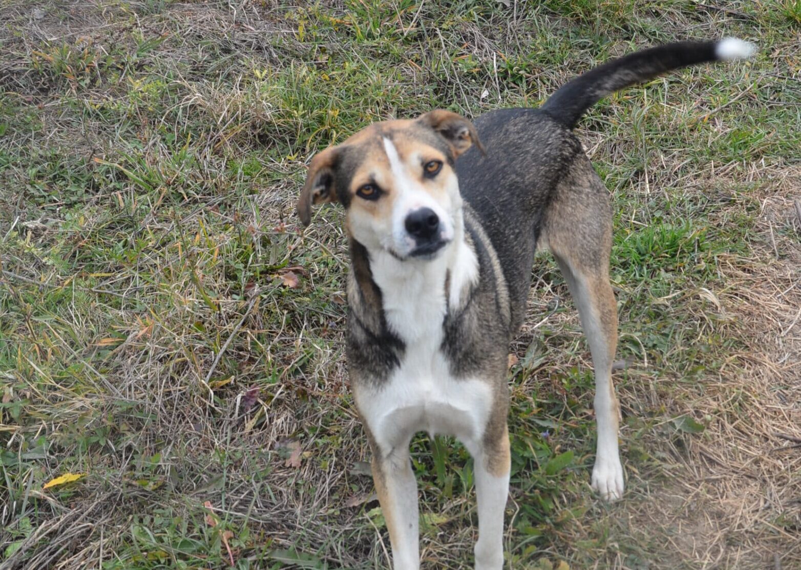 Yamo - Hundevermittlung und Adoption aus Rumänien