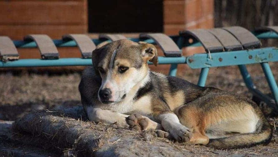 Yamo - Hundevermittlung und Adoption aus Rumänien