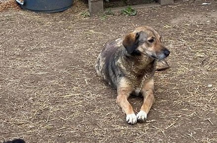Miss Einstein - Hundevermittlung und Adoption aus Rumänien