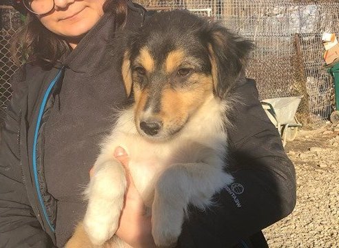 Naya - Hundevermittlung und Adoption aus Rumänien