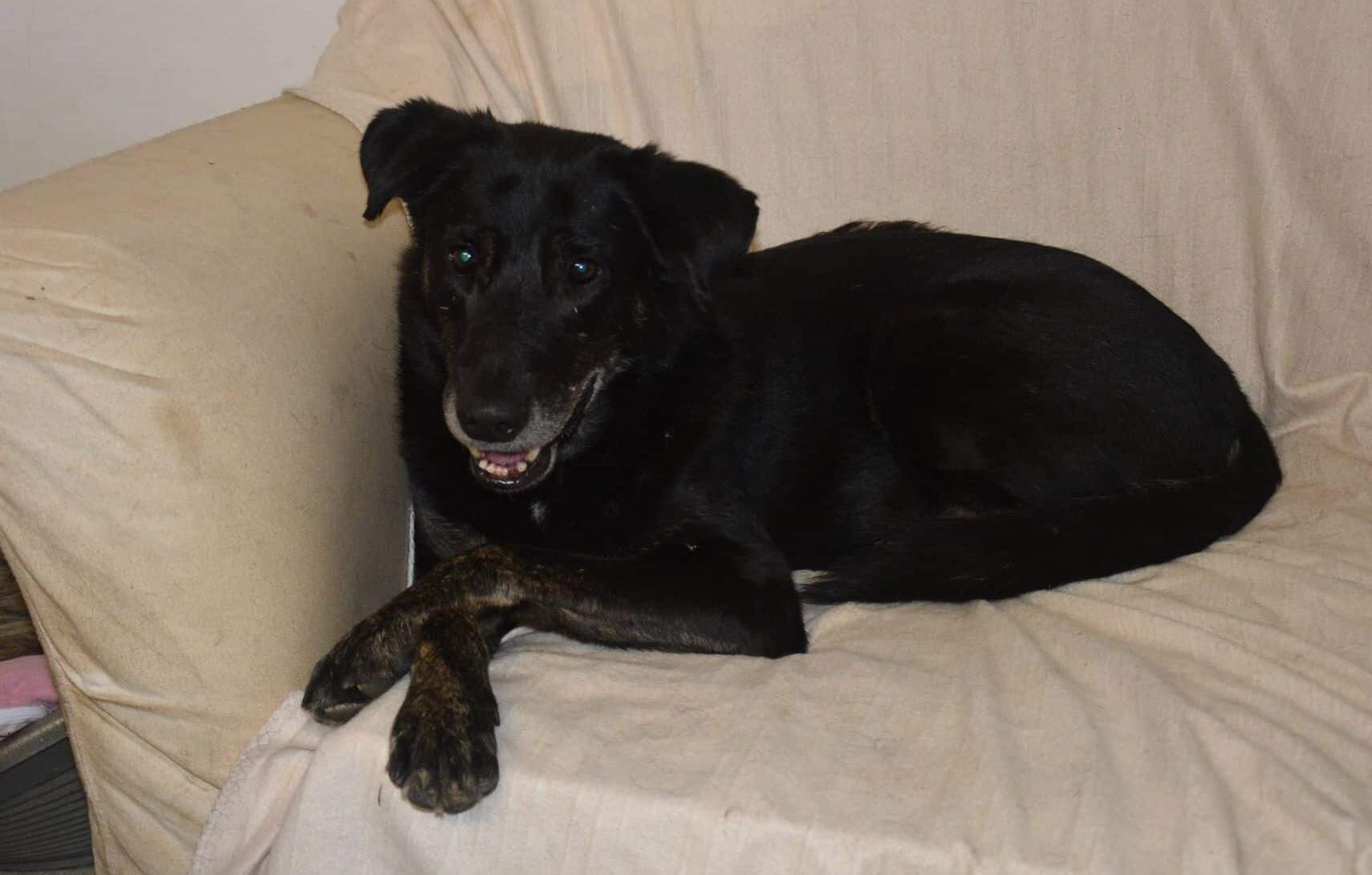Mateo - Hundevermittlung und Adoption aus Rumänien