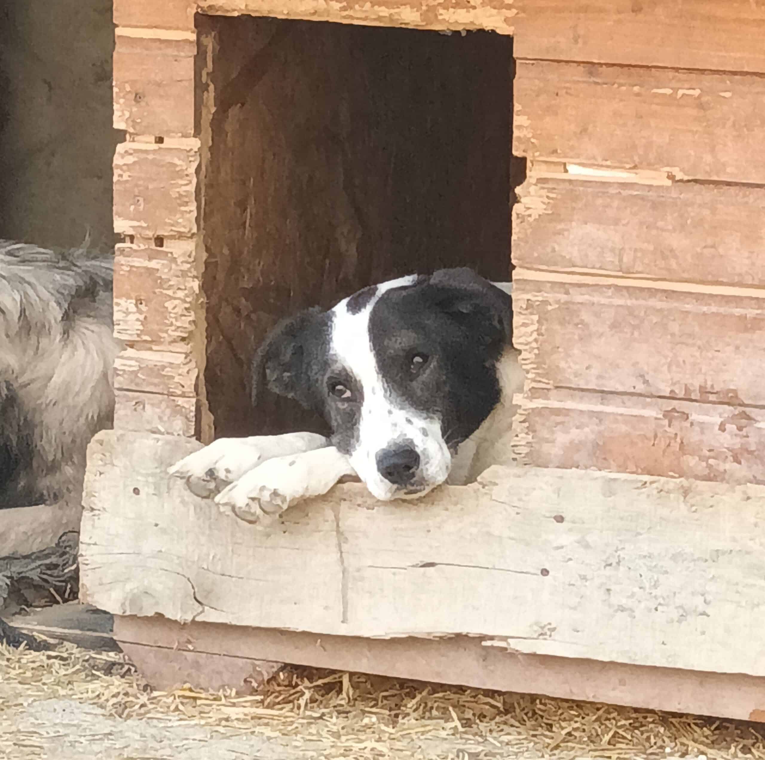 Ayana - Hundevermittlung und Adoption aus Rumänien