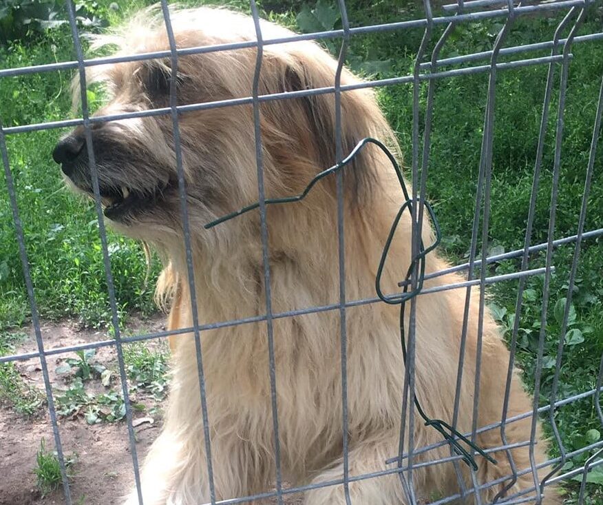 Charly - Hundevermittlung und Adoption aus Rumänien