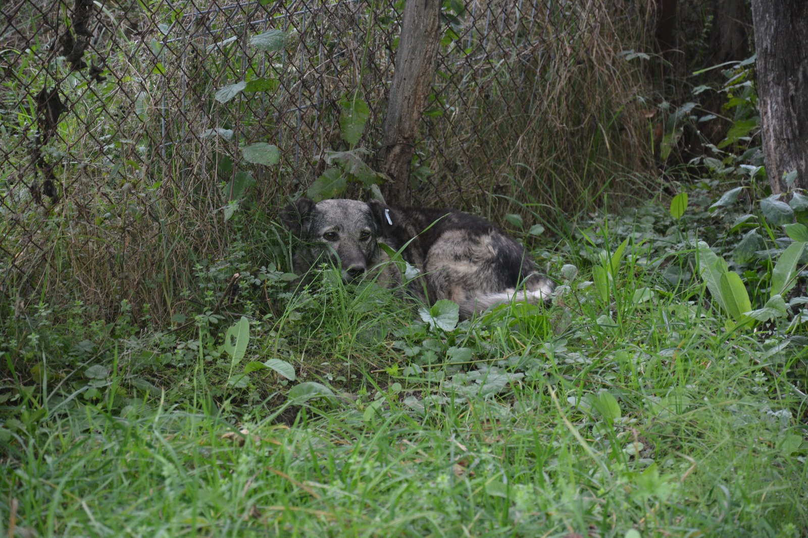Emili - Hundevermittlung und Adoption aus Rumänien