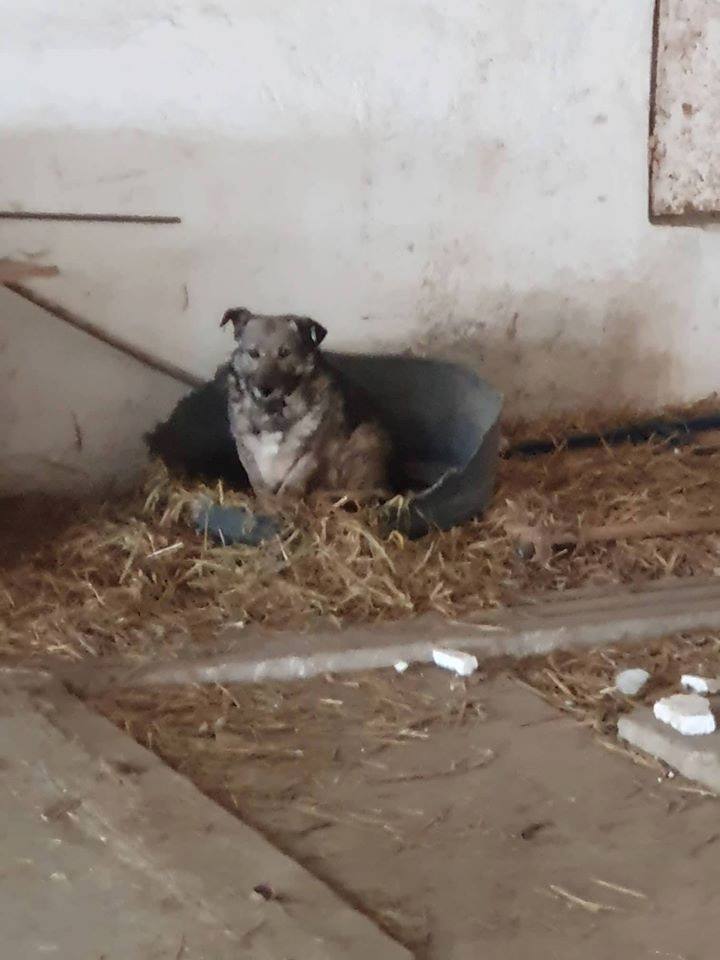 Emili - Hundevermittlung und Adoption aus Rumänien