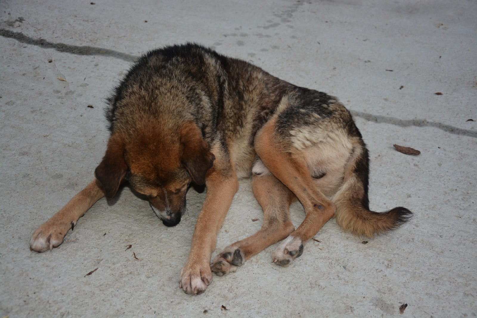 Felix - Hundevermittlung und Adoption aus Rumänien