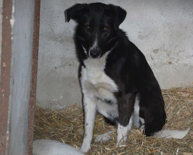Antonia - Hundevermittlung und Adoption aus Rumänien