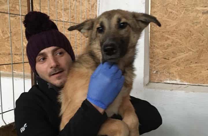 Ara - Hundevermittlung und Adoption aus Rumänien