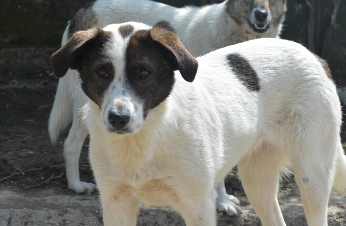 Ayana - Hundevermittlung und Adoption aus Rumänien