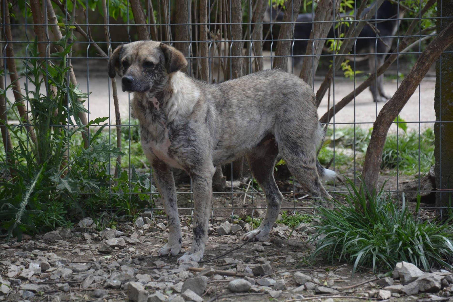 Coca - Hundevermittlung und Adoption aus Rumänien