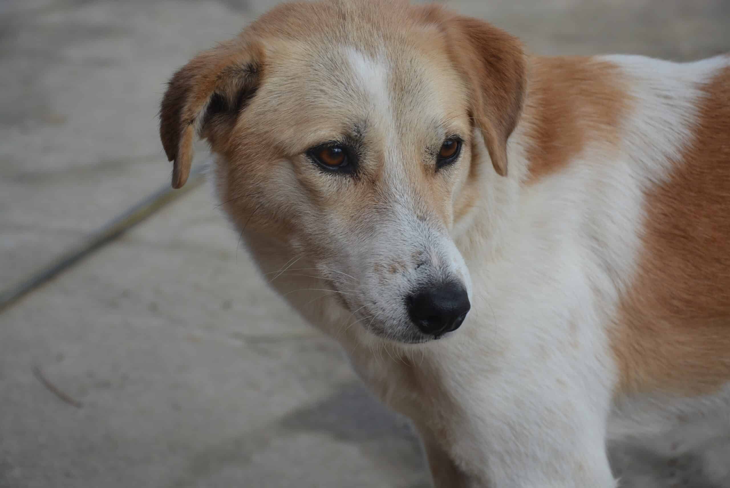Ivana - Hundevermittlung und Adoption aus Rumänien