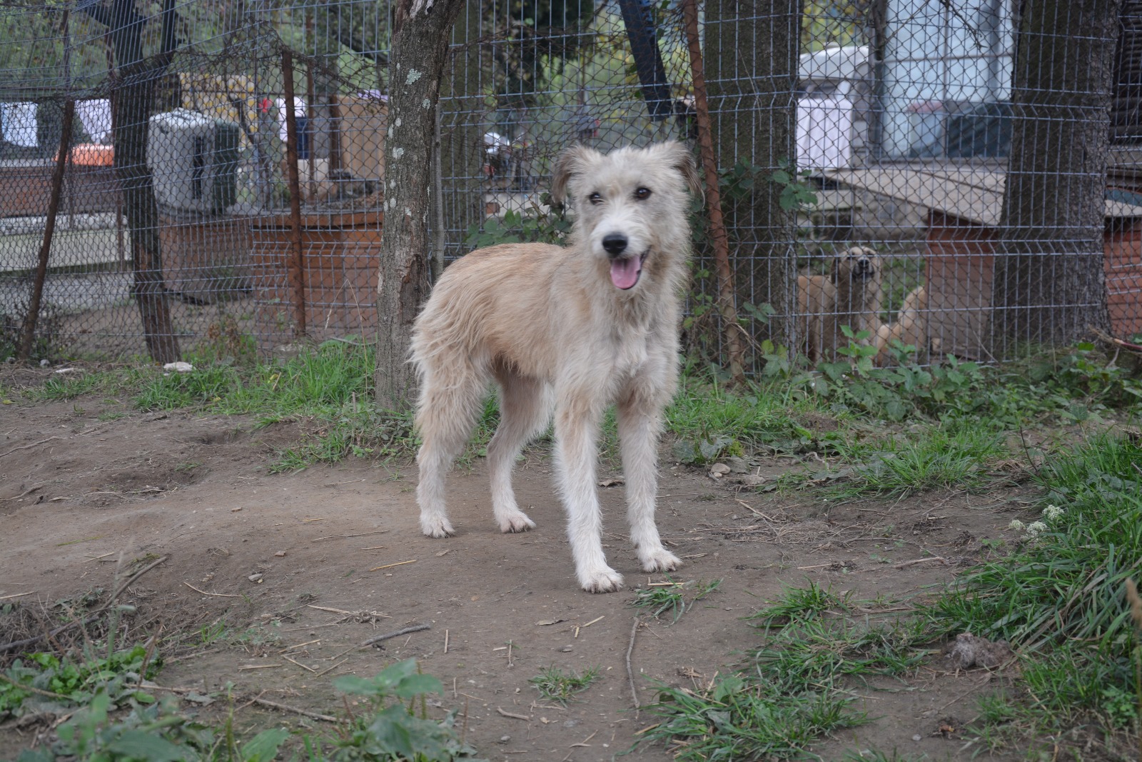Janie - Hundevermittlung und Adoption aus Rumänien