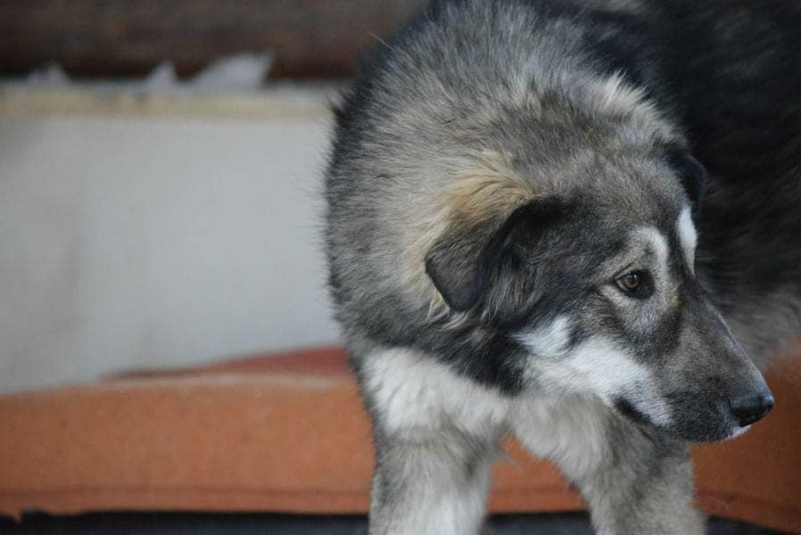 Malte - Hundevermittlung und Adoption aus Rumänien