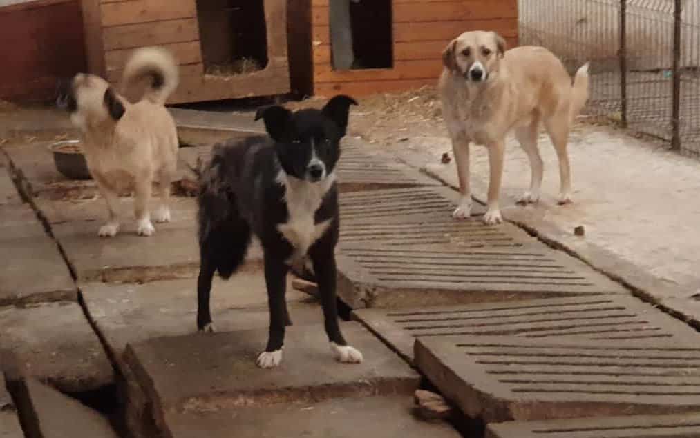 Mariel - Hundevermittlung und Adoption aus Rumänien