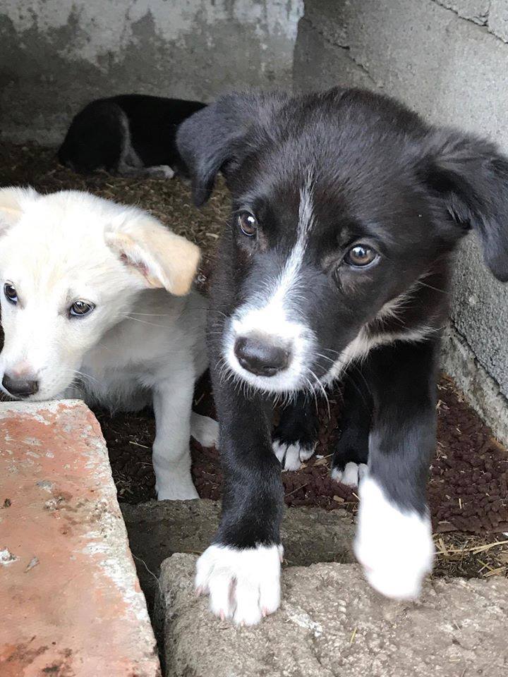 Mariel - Hundevermittlung und Adoption aus Rumänien