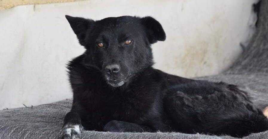 Nox - Hundevermittlung und Adoption aus Rumänien