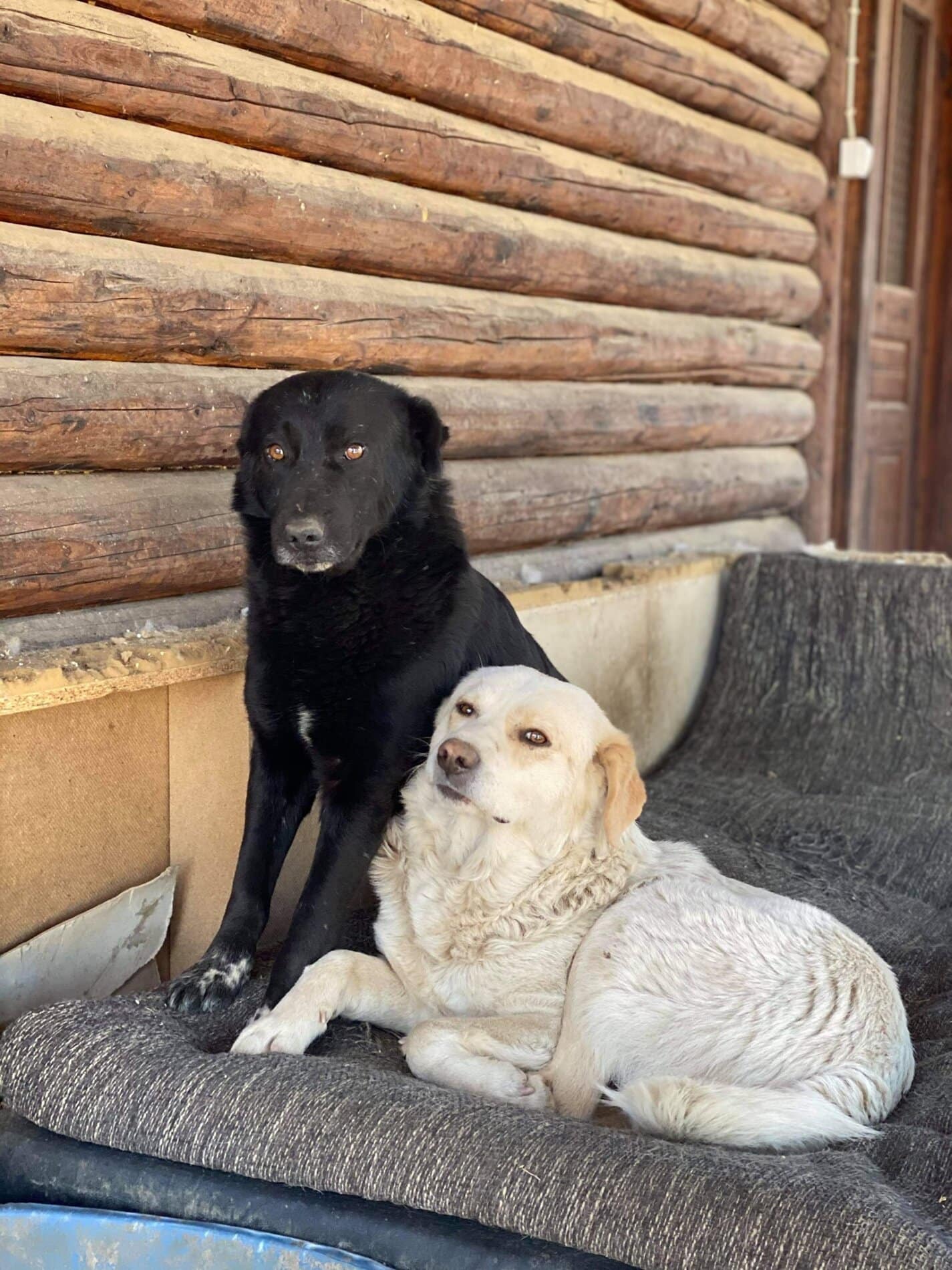 Nox - Hundevermittlung und Adoption aus Rumänien