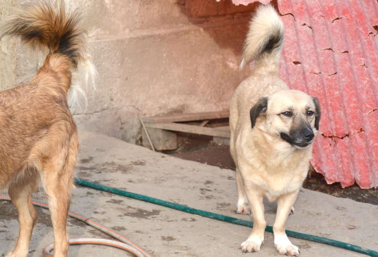 Sandra - Hundevermittlung und Adoption aus Rumänien