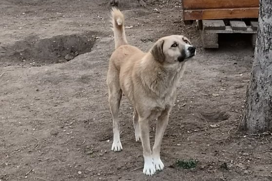 Sandu - Hundevermittlung und Adoption aus Rumänien