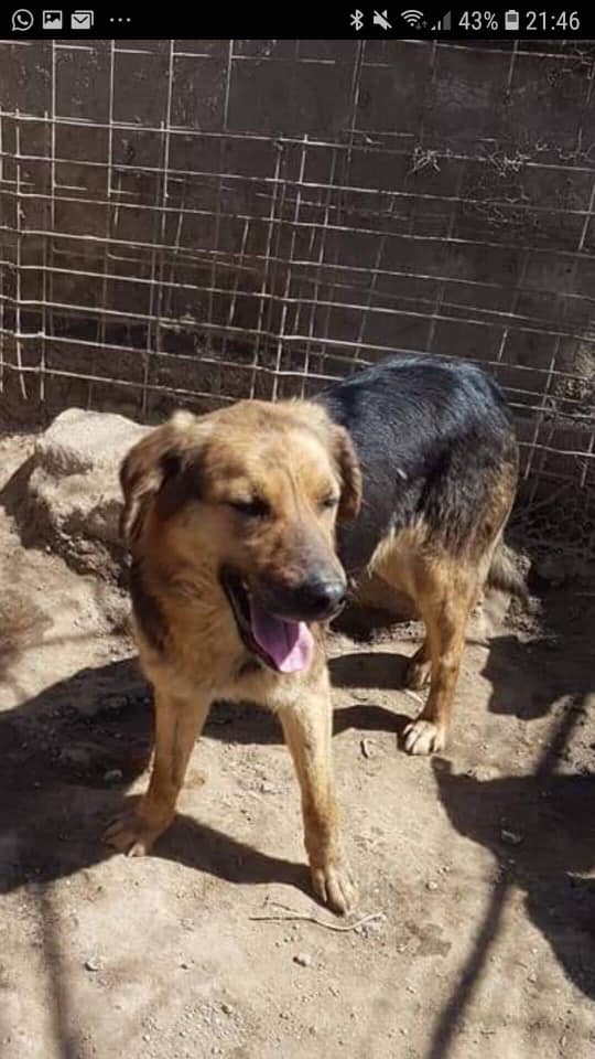 Benita - Hundevermittlung und Adoption aus Rumänien