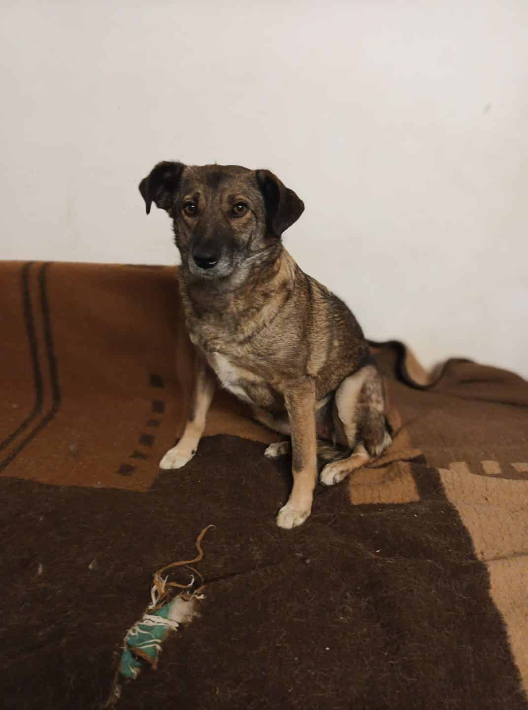 Rachel - Hundevermittlung und Adoption aus Rumänien