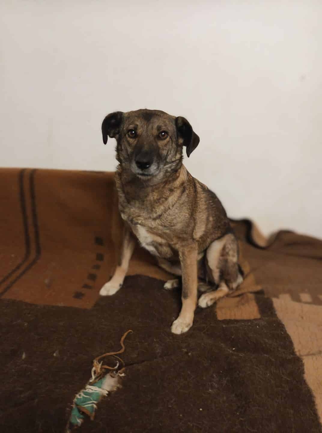 Rachel - Hundevermittlung und Adoption aus Rumänien