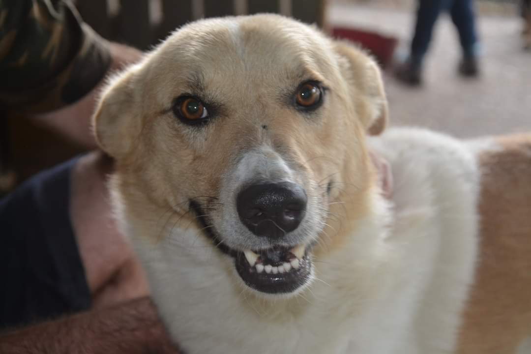 Gerald - Hundevermittlung und Adoption aus Rumänien