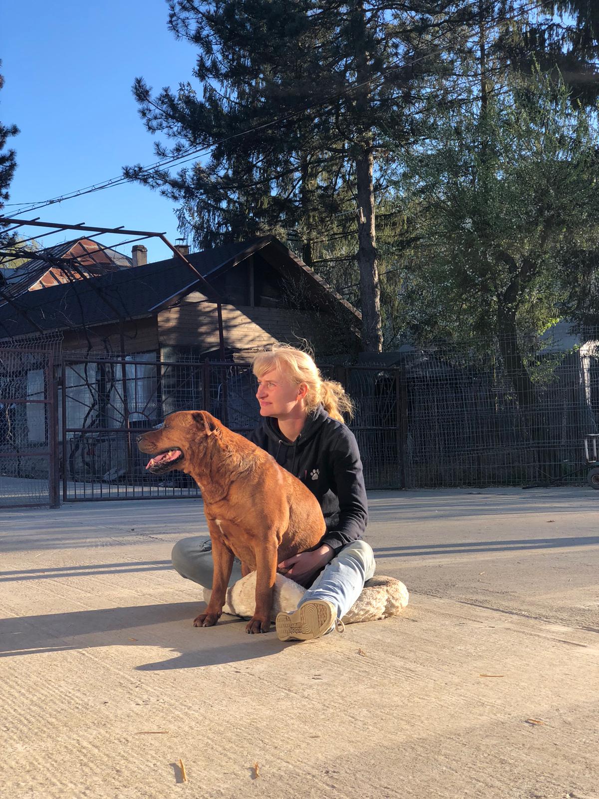 Boomer - Hundevermittlung und Adoption aus Rumänien