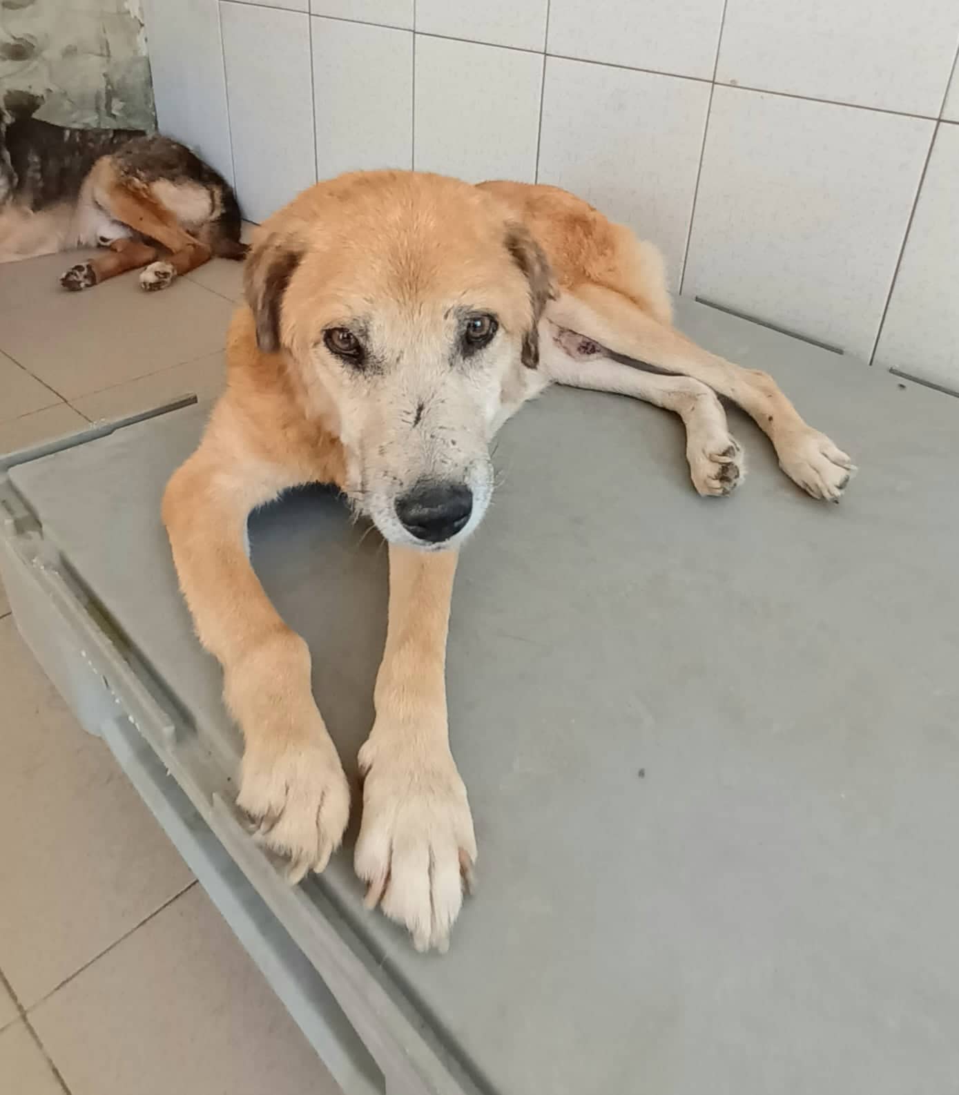 Usko - Hundevermittlung und Adoption aus Rumänien