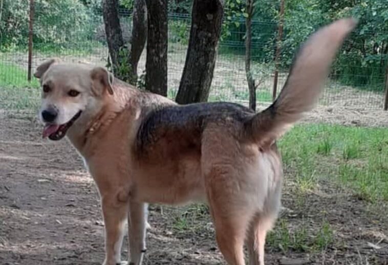 Hitchcook - Hundevermittlung und Adoption aus Rumänien