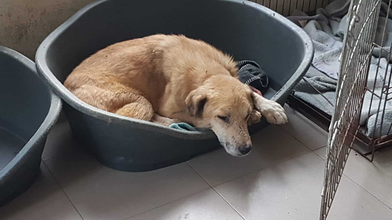 Usco - Hundevermittlung und Adoption aus Rumänien