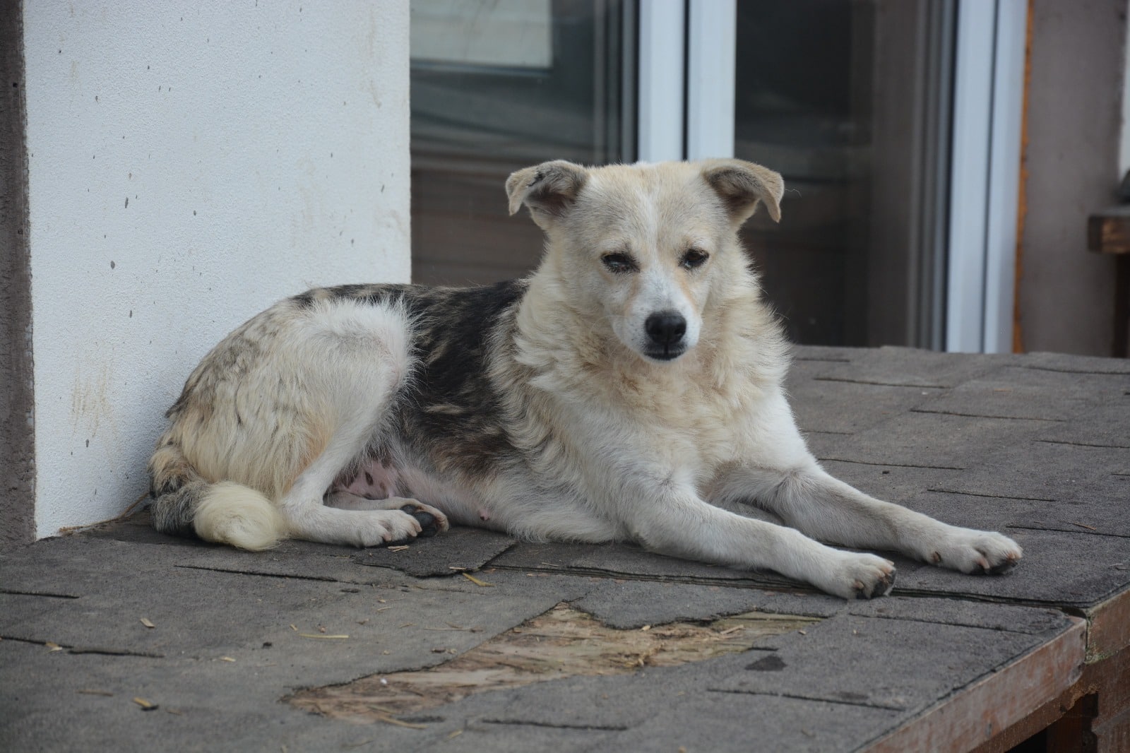 Lou - Hundevermittlung und Adoption aus Rumänien