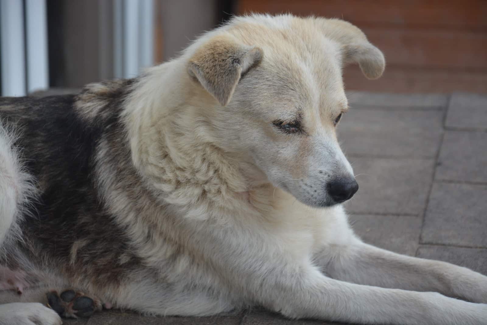 Lou - Hundevermittlung und Adoption aus Rumänien
