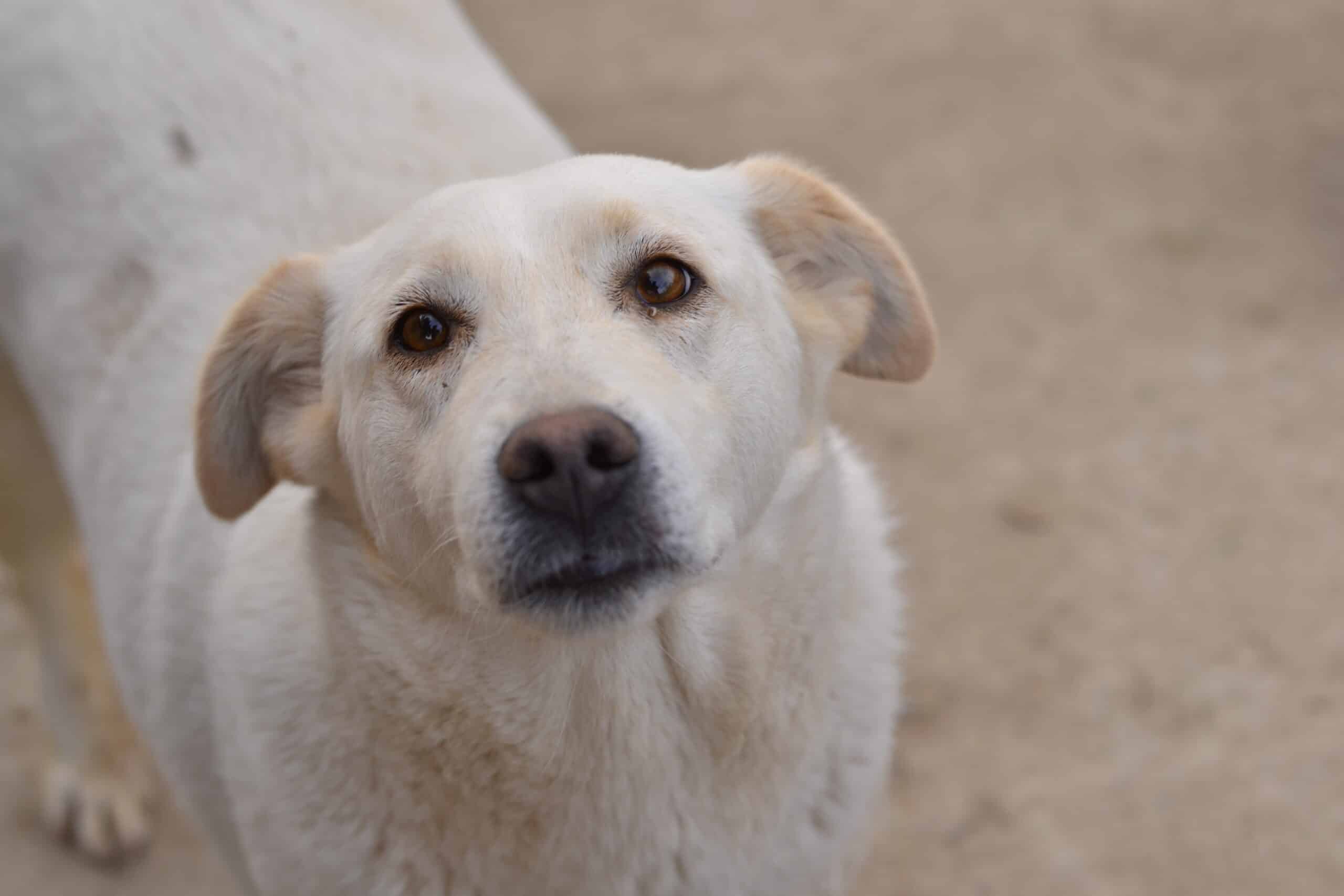 Debbie - Hundevermittlung und Adoption aus Rumänien