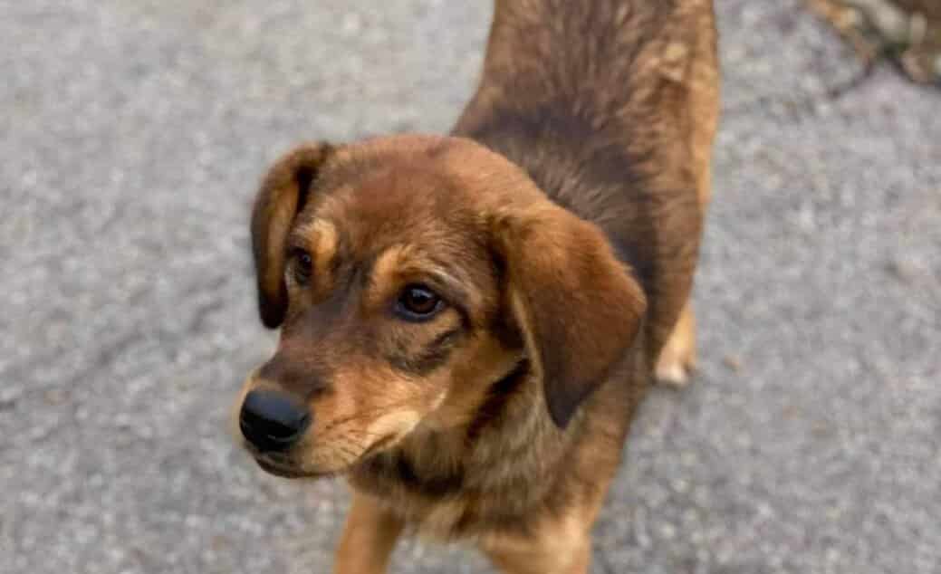 Easy - Hundevermittlung und Adoption aus Rumänien