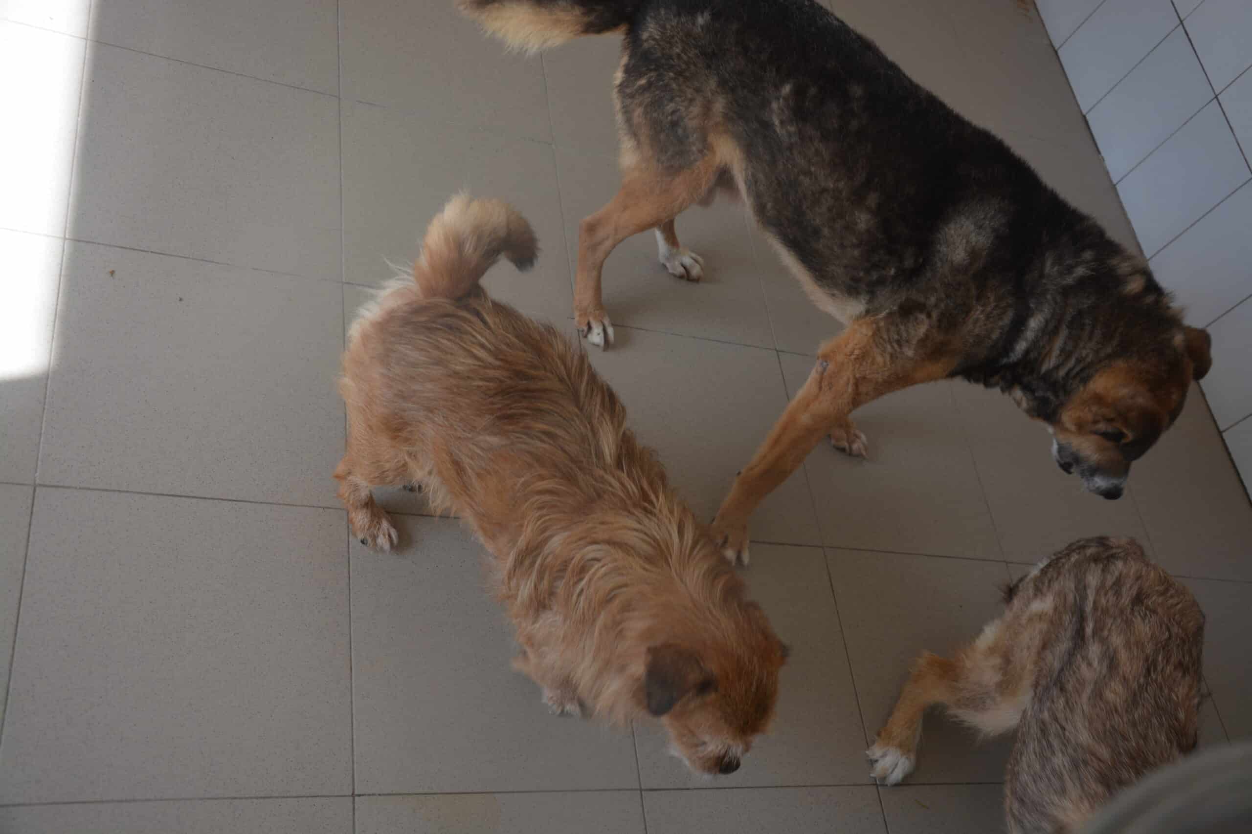 Bobita - Hundevermittlung und Adoption aus Rumänien