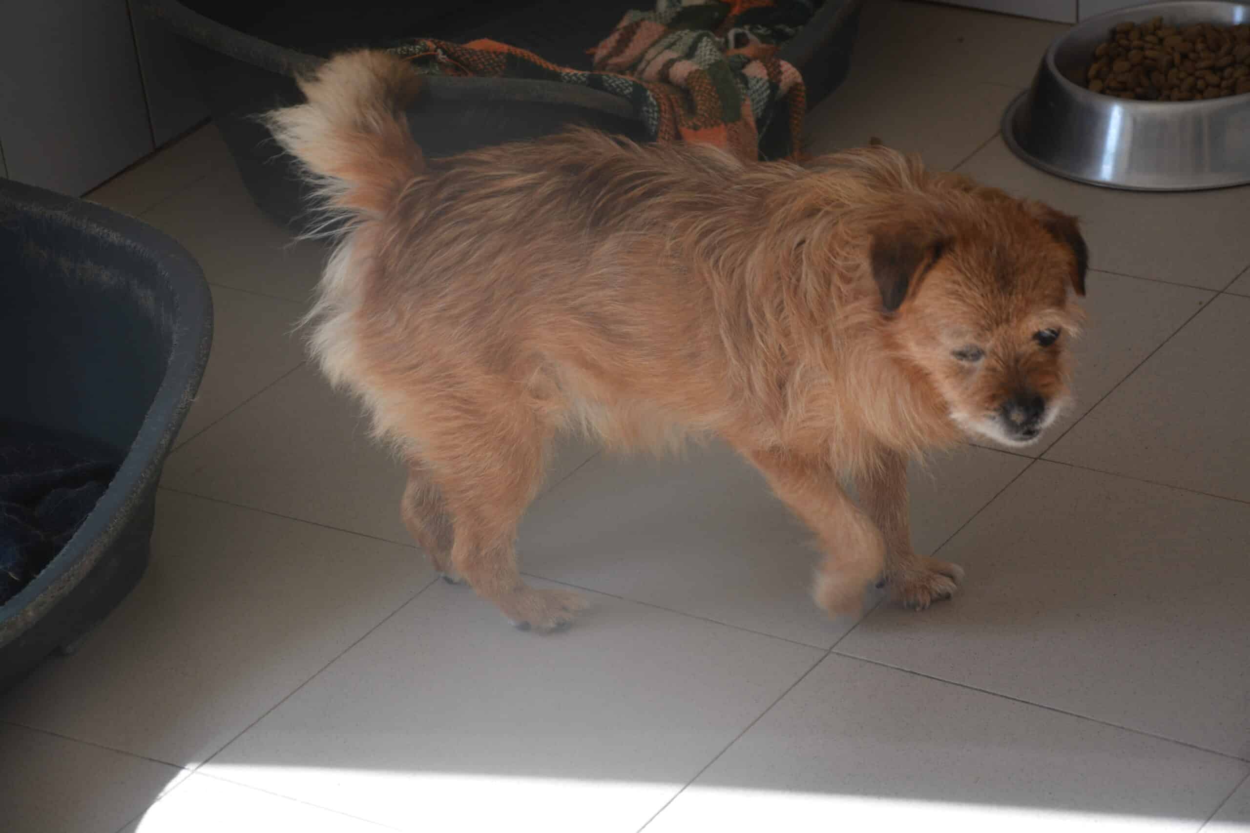 Bobita - Hundevermittlung und Adoption aus Rumänien