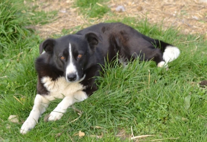 Joyce - Hundevermittlung und Adoption aus Rumänien