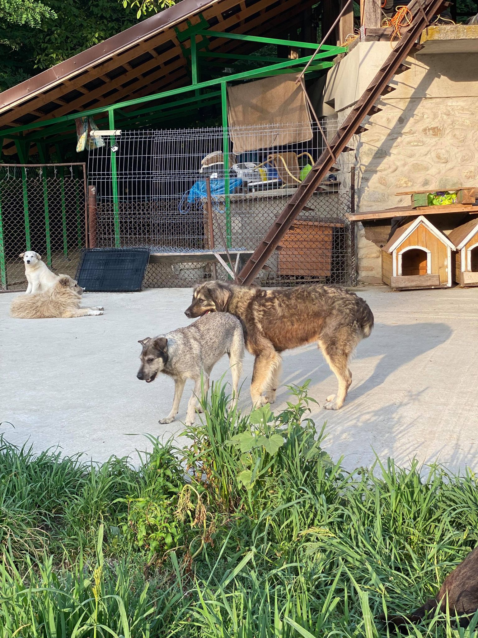 Trevor - Hundevermittlung und Adoption aus Rumänien